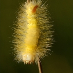 Meriansborstel (Calliteara pudibunda) Meriansborstel (Calliteara pudibunda)