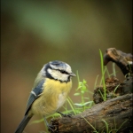 Pimpelmees (Cyanistes caeruleus ) Pimpelmees (Cyanistes caeruleus )