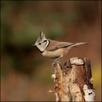 Kuifmees (Lophophanes cristatus ) Kuifmees (Lophophanes cristatus )