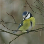 Pimpelmees (Cyanistes caeruleus ) Pimpelmees (Cyanistes caeruleus )