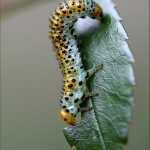 Bastaardrups (Symphyta) Bastaardrups (Symphyta)