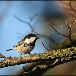 Zwarte mees (Periparus ater) Zwarte mees (Periparus ater)