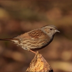 Heggemus (Prunella modularis) Heggemus (Prunella modularis)