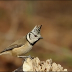 Kuifmees (Lophophanes cristatus ) Kuifmees (Lophophanes cristatus )