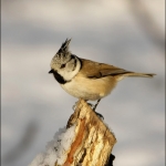 Kuifmees (Lophophanes cristatus ) Kuifmees (Lophophanes cristatus )