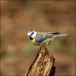 Pimpelmees (Cyanistes caeruleus ) Pimpelmees (Cyanistes caeruleus )