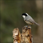 Zwarte mees (Periparus ater) Zwarte mees (Periparus ater)