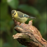 Pimpelmees (Cyanistes caeruleus ) Pimpelmees (Cyanistes caeruleus )
