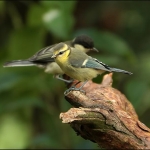 Pimpelmees (Cyanistes caeruleus ) Pimpelmees (Cyanistes caeruleus )