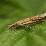 Bladroller (Tortricidae)
