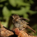Heggemus (Prunella modularis) Heggemus (Prunella modularis)
