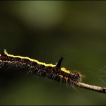 Psi-uil (Acronicta psi) Psi-uil (Acronicta psi)