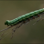 Pijlstaart (Sphingidae) Pijlstaart (Sphingidae)