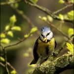 pimpelmees (Cyanistes caeruleus ) pimpelmees (Cyanistes caeruleus )