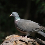 Houtduif (Columba palumbus) Houtduif (Columba palumbus)
