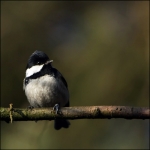 Zwarte mees (Periparus ater) Zwarte mees (Periparus ater)