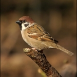 Ringmus (Passer montanus) Ringmus (Passer montanus)