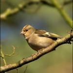 Vink (Fringilla coelebs) Vink (Fringilla coelebs)