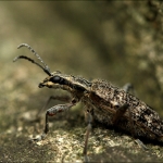 Snuitkever (Curculionidae)