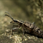 Snuitkever (Curculionidae) Snuitkever (Curculionidae)