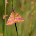 Zuringspanner (Lythria cruentaria) Zuringspanner (Lythria cruentaria)
