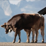 Alpen-koe ( Naafing) Alpen-koe ( Naafing)