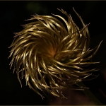 Clematis Clematis