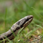 Gladde Slang (Coronella austriaca) Gladde Slang (Coronella austriaca)