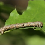 Spanner (Geometridae) Spanner (Geometridae)