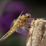 viervlek (Libellula quadrimaculata) viervlek (Libellula quadrimaculata)