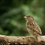 Huismus (Passer Domesticus) Huismus (Passer Domesticus)
