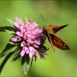 Groot dikkopje(Ochlodes venata) Groot dikkopje(Ochlodes venata)