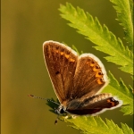 Icarusblauwtje (Polyommatus icarus) argus) Icarusblauwtje (Polyommatus icarus) argus)
