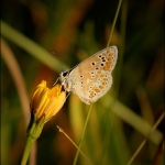 Icarusblauwtje (Polyommatus icarus) argus) Icarusblauwtje (Polyommatus icarus) argus)