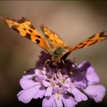 Gehakkelde aurelia (Polygonia c-album) Gehakkelde aurelia (Polygonia c-album)