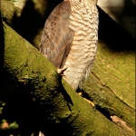 Sperwer (Accipiter nisus) Sperwer (Accipiter nisus)