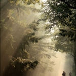 Bakels Bos Bakels Bos