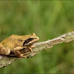 Bruine kikker (Rana temporaria) Bruine kikker (Rana temporaria)