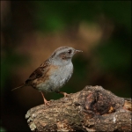 Heggemus (Prunella modularis) Heggemus (Prunella modularis)