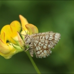 Oostenrijks Vlindertje Oostenrijks Vlindertje