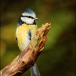 pimpelmees (Cyanistes caeruleus ) pimpelmees (Cyanistes caeruleus )