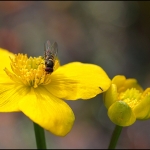 Dotterbloem Dotterbloem