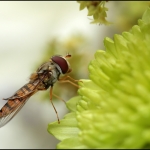 Zweefvlieg (Syrphidae)
