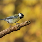 Koolmees (Parus major) Koolmees (Parus major)
