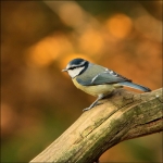 pimpelmees (Cyanistes caeruleus ) pimpelmees (Cyanistes caeruleus )