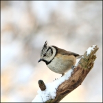 Kuifmees (Lophophanes cristatus) Kuifmees (Lophophanes cristatus)