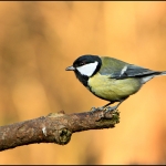 Koolmees (Parus major) Koolmees (Parus major)