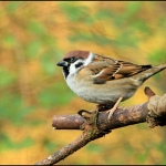 Ringmus (Passer montanus) Ringmus (Passer montanus)