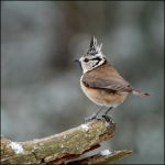 Kuifmees (Lophophanes cristatus) Kuifmees (Lophophanes cristatus)