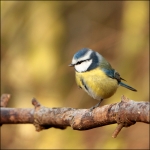 pimpelmees (Cyanistes caeruleus ) pimpelmees (Cyanistes caeruleus )